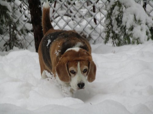 Blake exploring in the snow